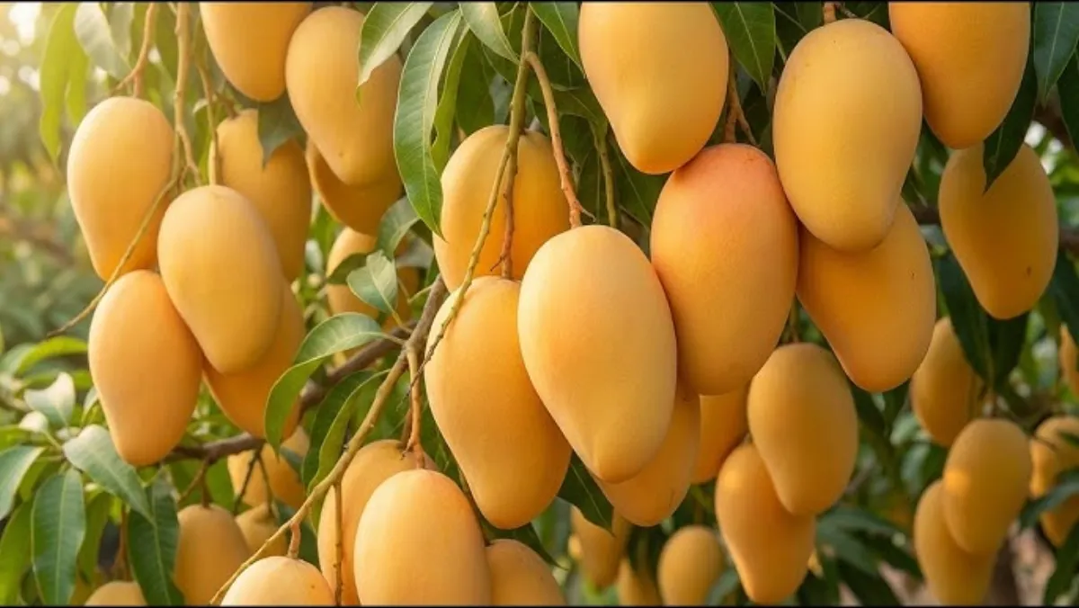 芒果视频 - 丰收季节的芒果采摘场景