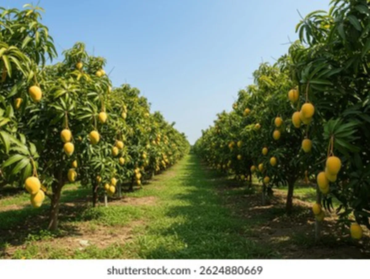 芒果视频 - 整齐排列的芒果果园行道